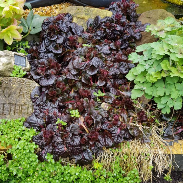 Plant image Ajuga reptans 'Binblasca' syn. Ajuga reptans 'Black Scallop'