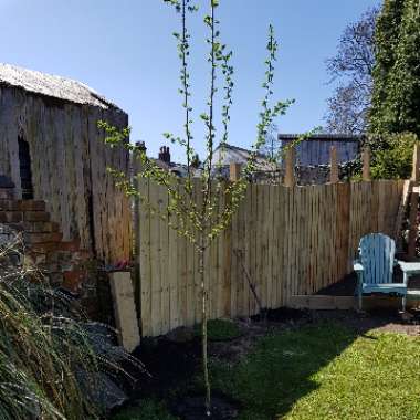 Crataegus laevigata 'Paul's Scarlet'