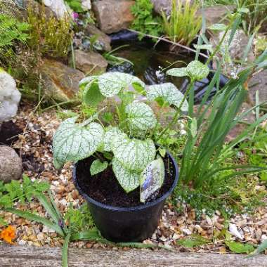 Brunnera macrophylla 'Jack Frost'