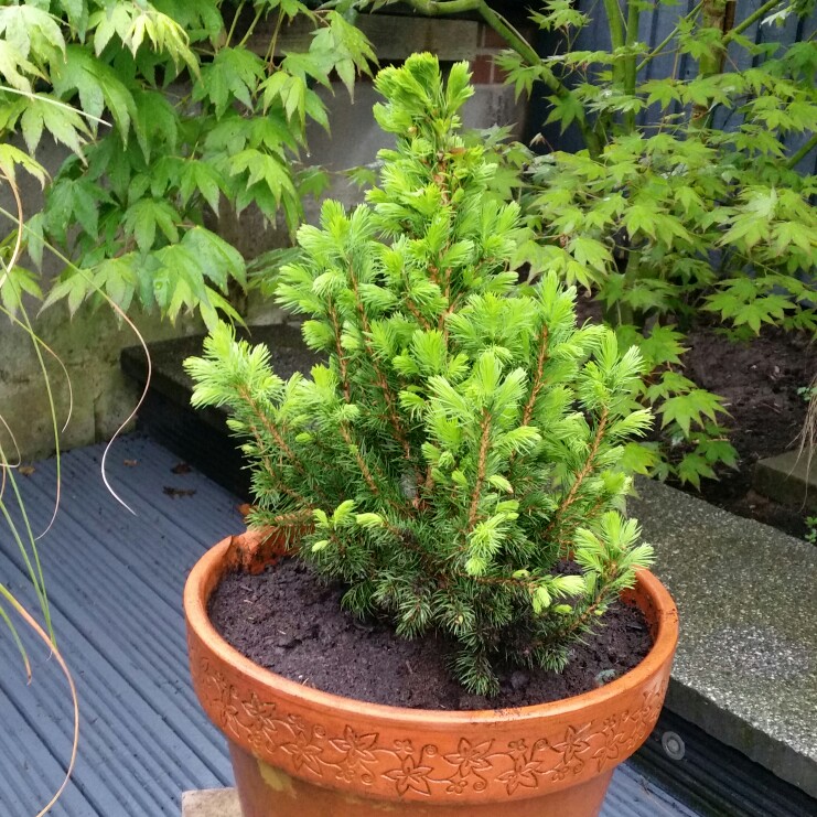 Plant image x Cuprocyparis leylandii