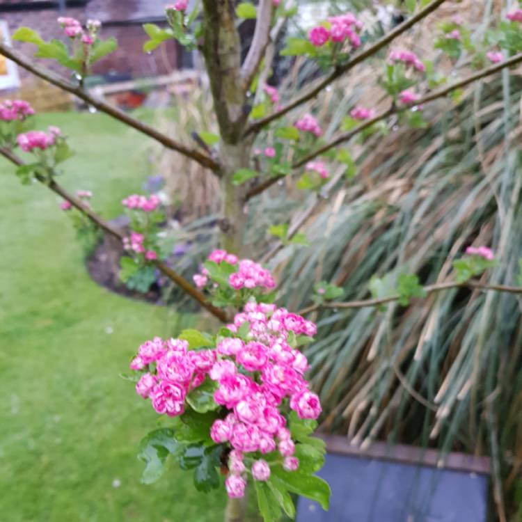 Plant image Crataegus laevigata 'Paul's Scarlet'