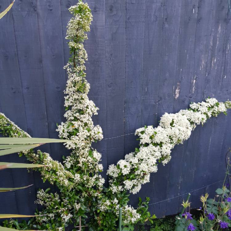 Plant image Pyracantha coccinea 'Red Column'