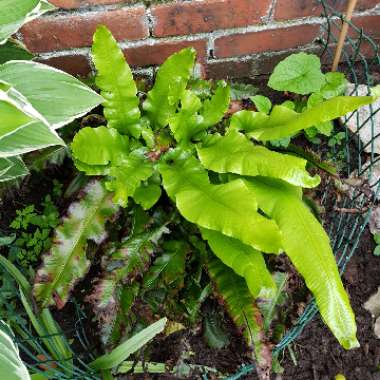 Asplenium scolopendrium