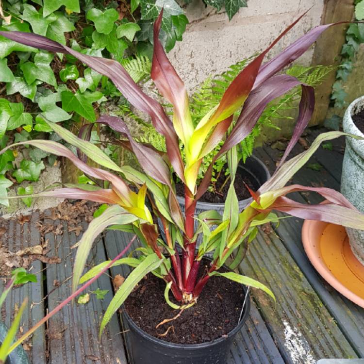 Plant image Pennisetum glaucum 'Purple Baron'