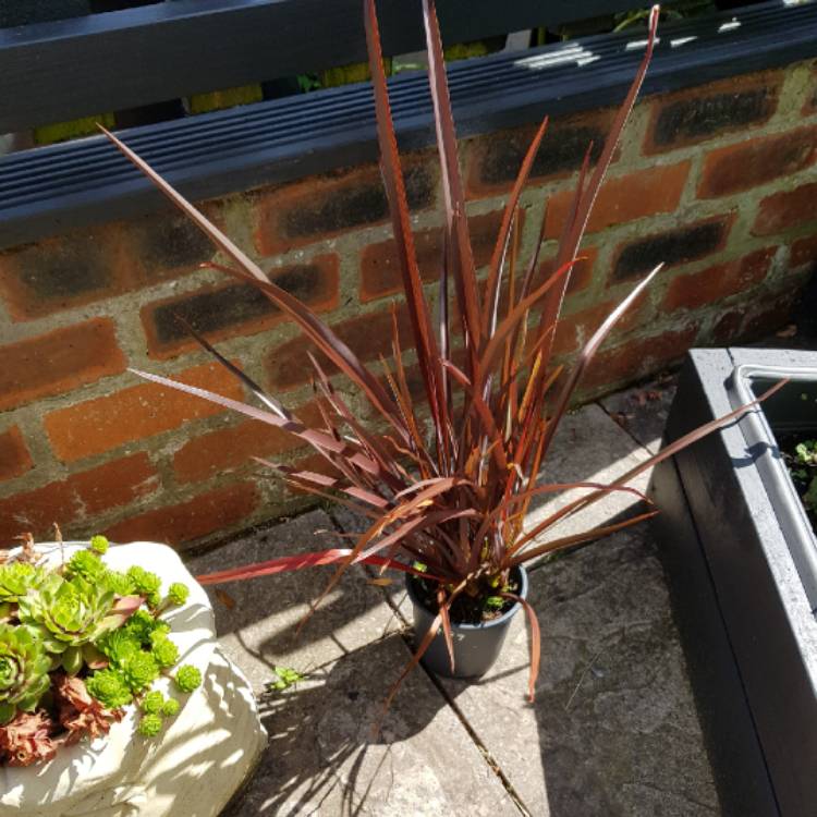 Plant image Phormium 'Border Red'