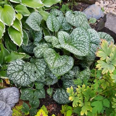 Brunnera macrophylla 'Sea Heart'