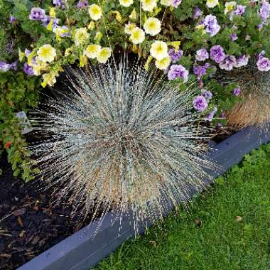 Festuca glauca