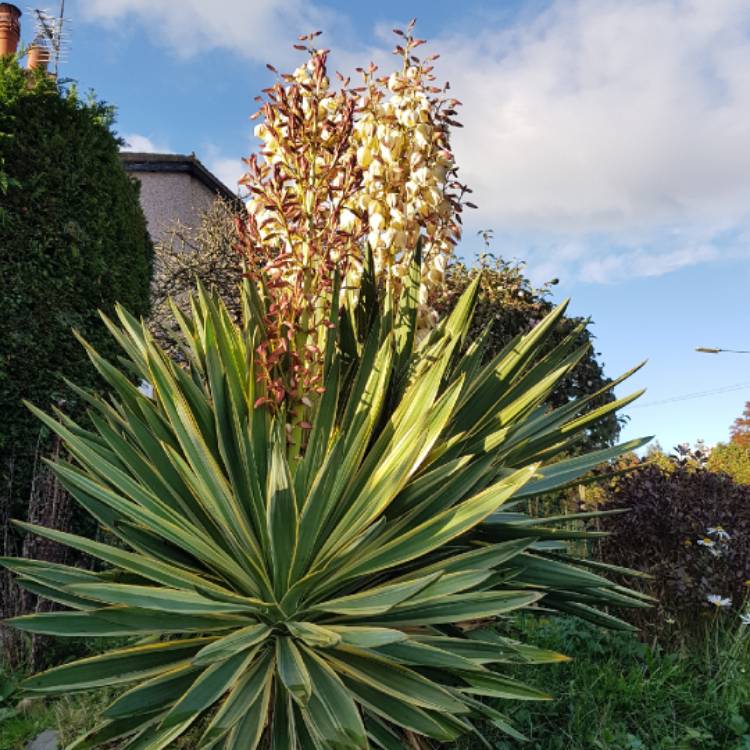 Plant image Yucca gloriosa 'Variegata'