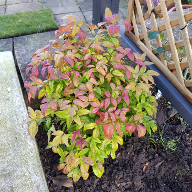 Plant image Nandina domestica 'Blush Pink'