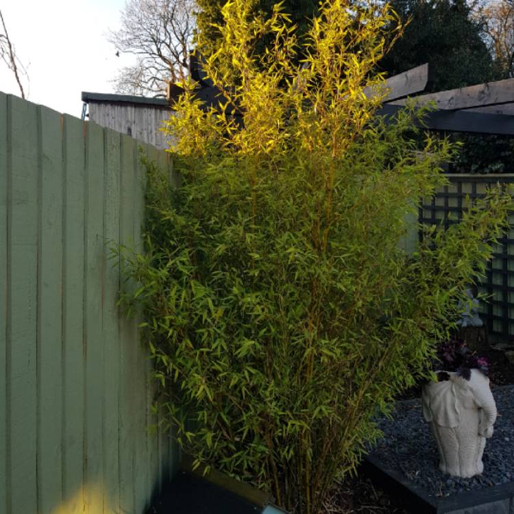 Plant image Phyllostachys aurea 'Albovariegata'