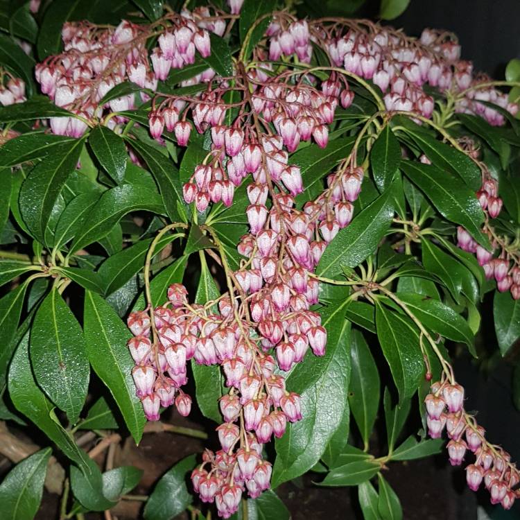 Plant image Pieris japonica 'Katsura'