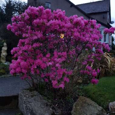 Rhododendron 'Cornell Pink'