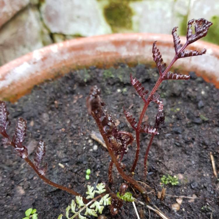 Plant image Athyrium niponicum 'Red beauty'