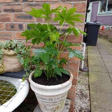 Fatsia japonica  syn. Aralia japonica