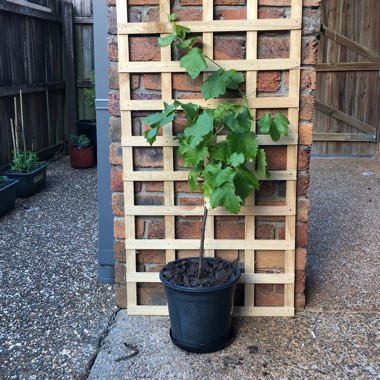 Green Seedless Grape Vine 'Himrod'