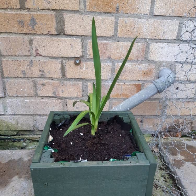 Plant image Agapanthus 'Blue Umbrella'