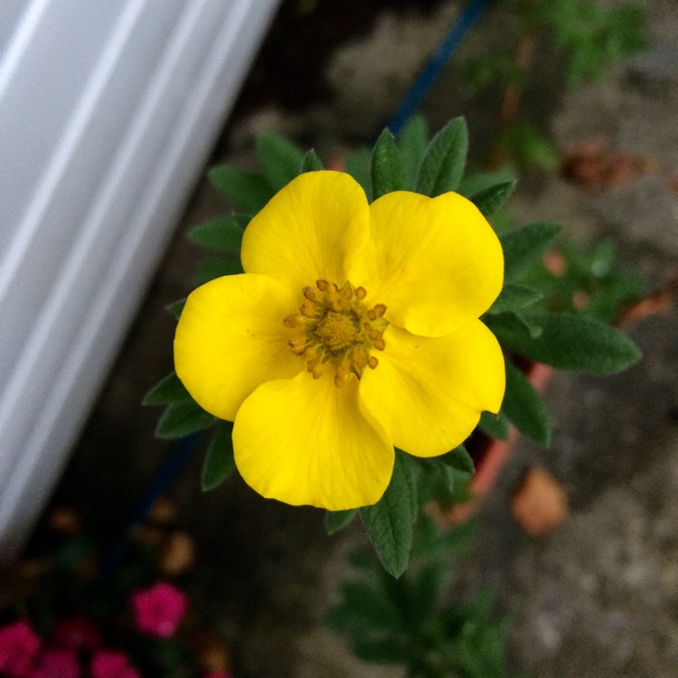 Plant image Hypericum balearicum