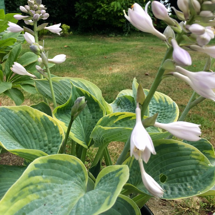 Plant image Hosta 'Francee'