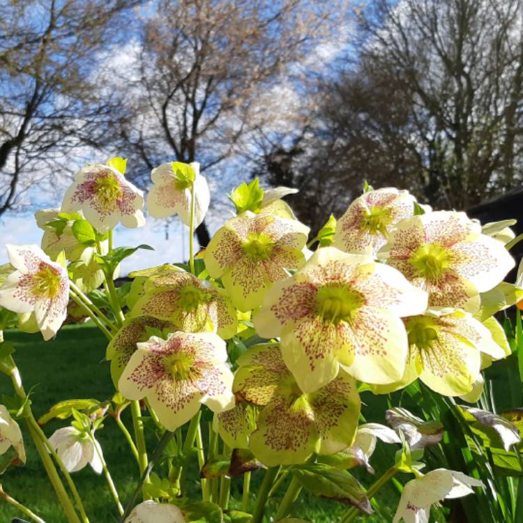 Plant image Helleborus x hybridus 'Harvington Shades Of The Night'