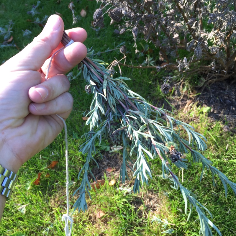 Plant image Lavandula stoechas