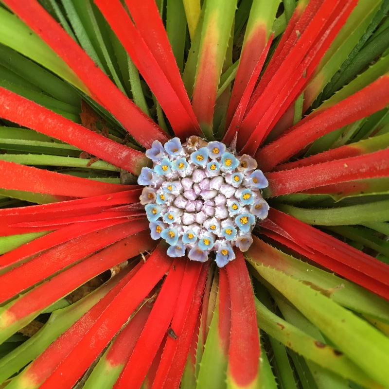 Fascicularia Pitcairnifolia