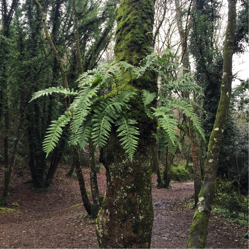 Polypodium vulgare