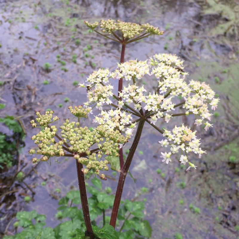 Plant image Heracleum sphondylium