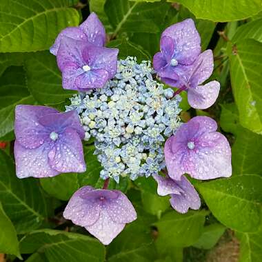 Hydrangea macrophylla 'Normalis'