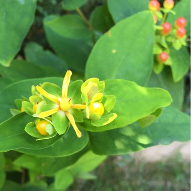 Hypericum 'Hidcote'