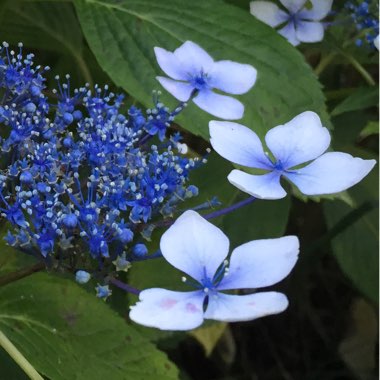 Hydrangea macrophylla 'Normalis'