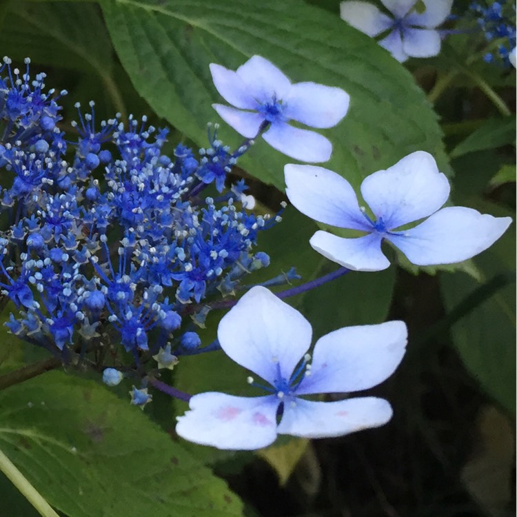 Plant image Hydrangea macrophylla 'Normalis'