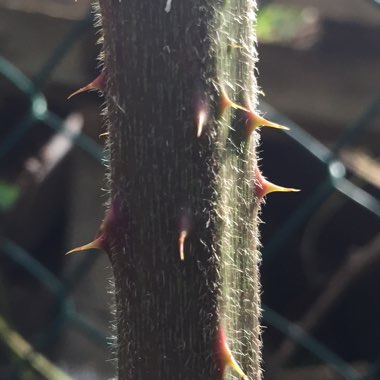 Rubus fruticosus