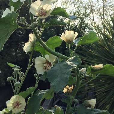 Malva Sylvestris 'Park Allee'