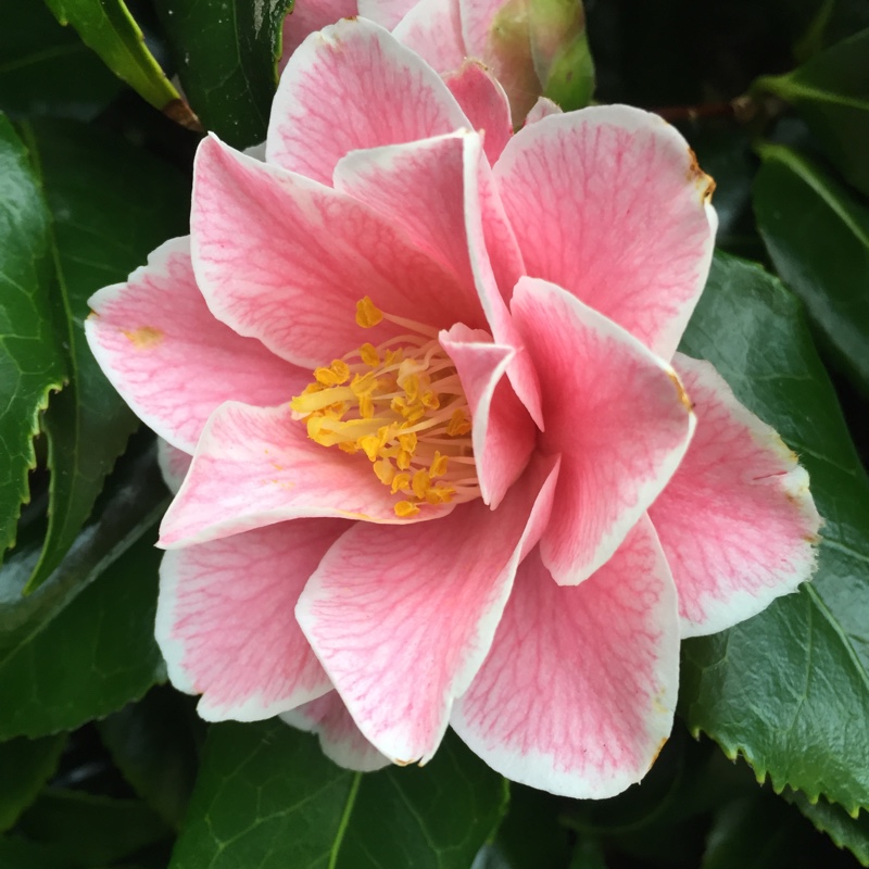 Plant image Camellia japonica 'Lavinia Maggi' syn. Camellia japonica 'Contessa Lavinia Maggi'