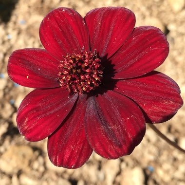 Cosmos atrosanguineus 'Chocamocha' syn. Cosmos atrosanguineus 'Thomocha'