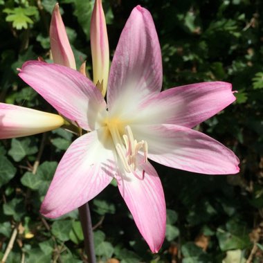 Amaryllis belladonna