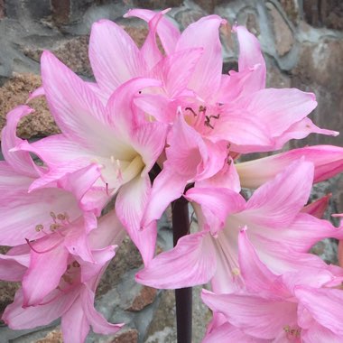 Amaryllis belladonna