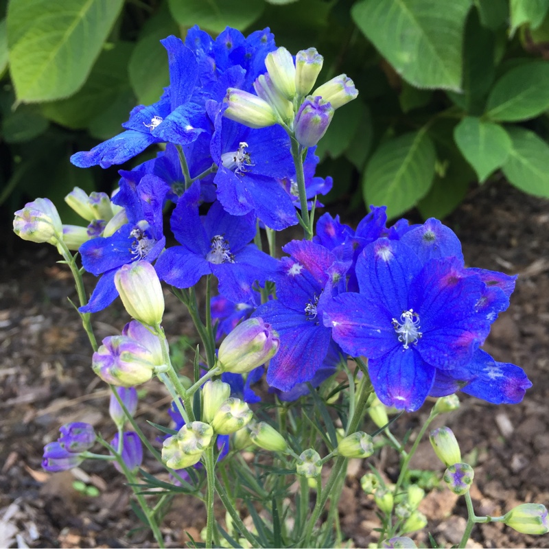 Plant image Delphinium 'Summer Nights'