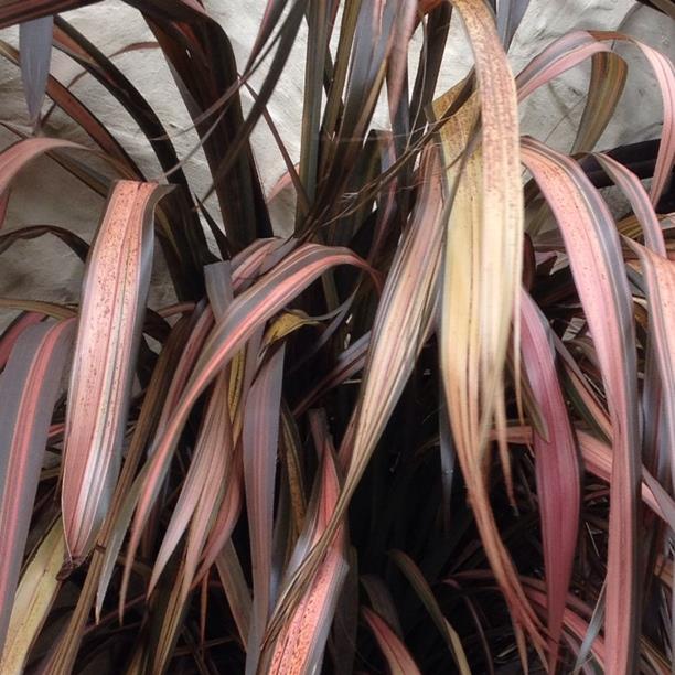 Plant image Phormium 'Evening Glow'