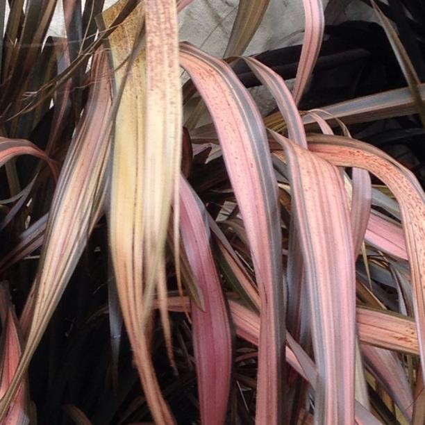 Plant image Phormium 'Evening Glow'