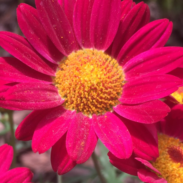 Plant image Argyranthemum frutescens 'Madeira Red'