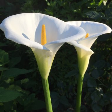 Zantedeschia rehmannii