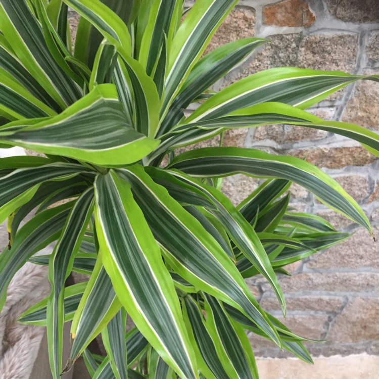 Plant image Dracaena fragrans 'Lemon Lime'