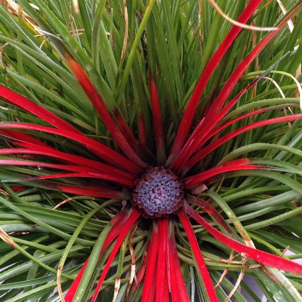 Fascicularia Pitcairnifolia