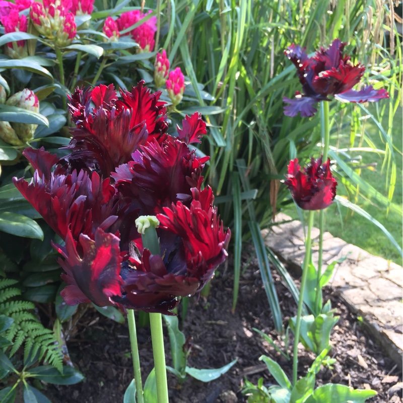 Plant image Tulipa 'Black Parrot'