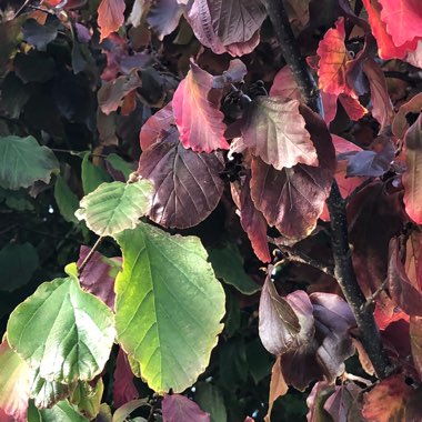 Fagus sylvatica 'Atropunicea' syn. Fagus sylvatica 'Purpurea'