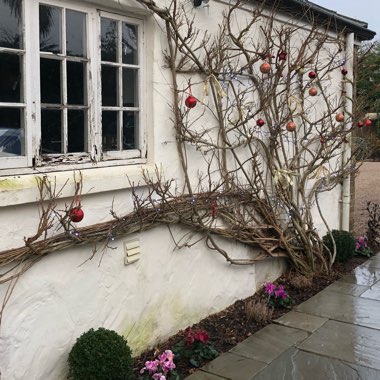 Wisteria sinensis