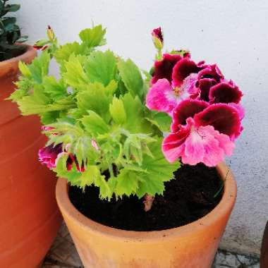 Pelargonium x domesticum