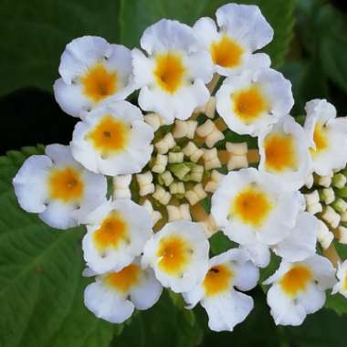 Lantana undulata