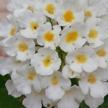 Lantana undulata